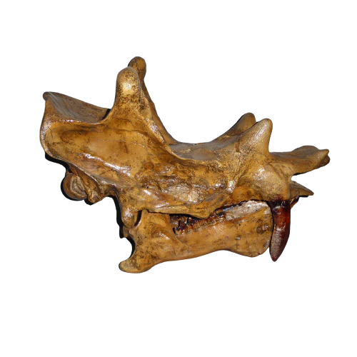 Uintatherium Teeth Cast Replica - Image 10