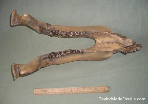 Uintatherium Teeth Cast Replica - Image 4