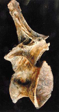 Ultrasaurus Dorsal Vertebra cast replica (item #M18) - Image 2