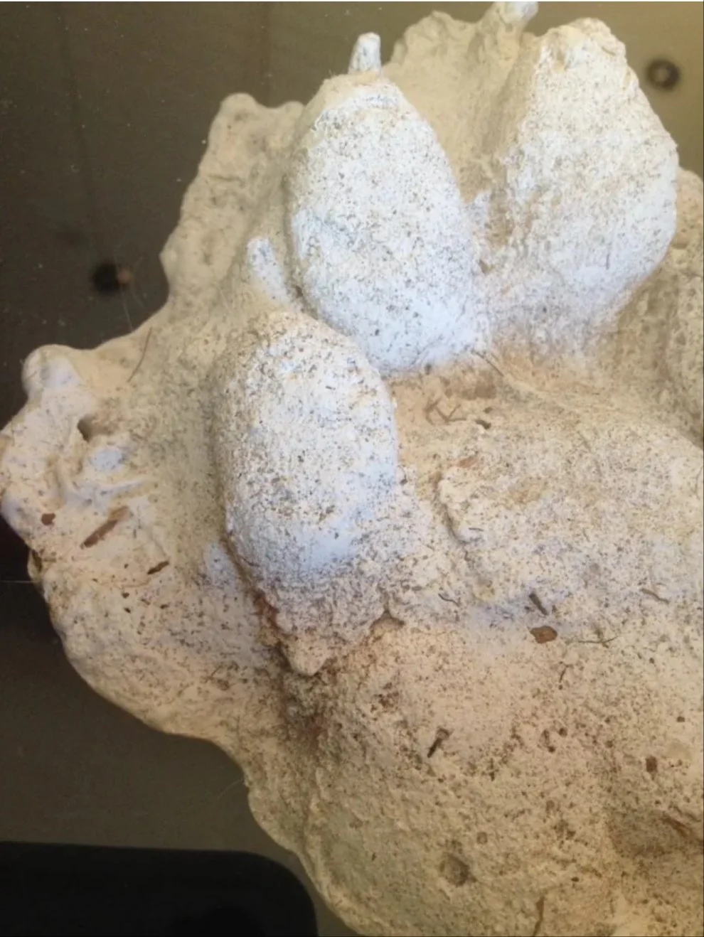 Dogman Cryptid Footprint Unknown footprint cast replica Bear? Wolf? Dogman Cryptozoology Dog man Track - Image 6