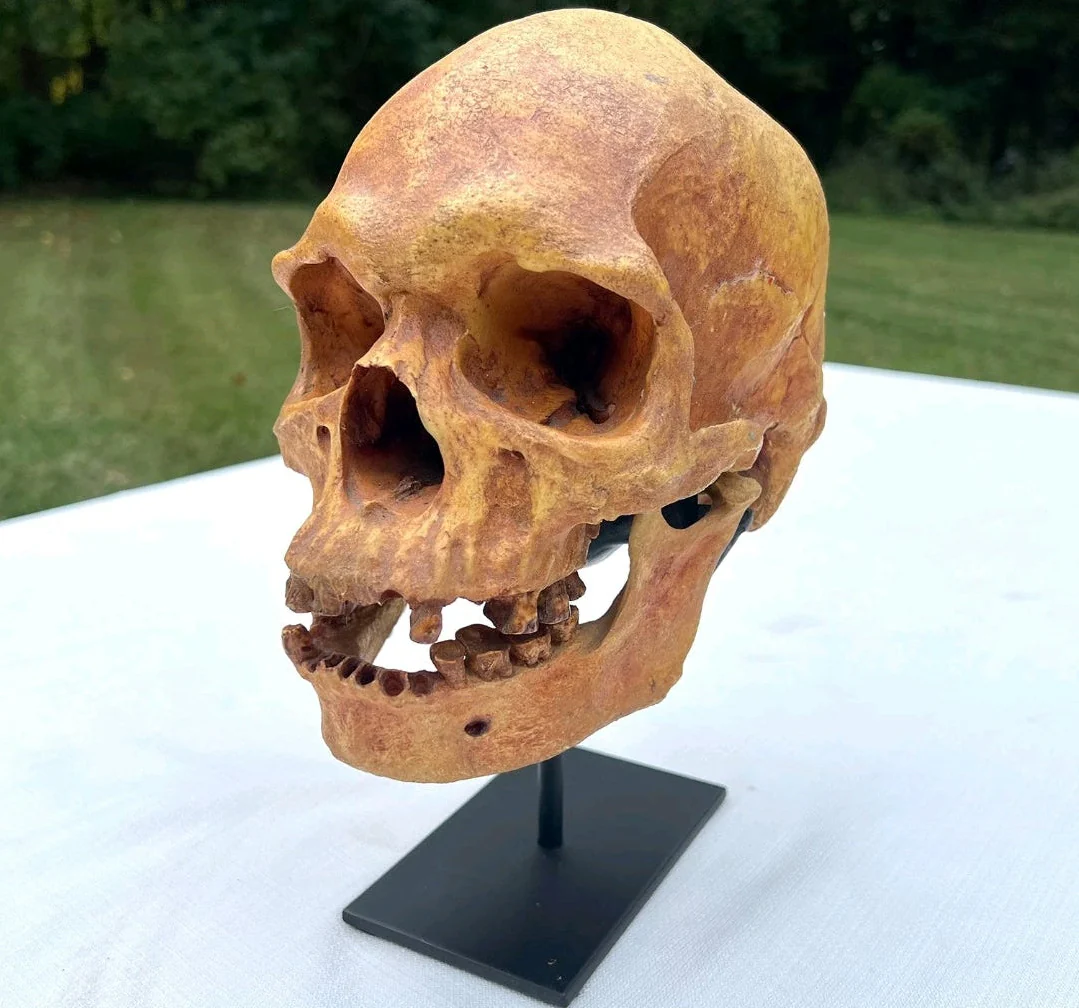 Human Male Australian Aboriginal Skull Painted
BC-031P Bone Clones (2026) - Image 10