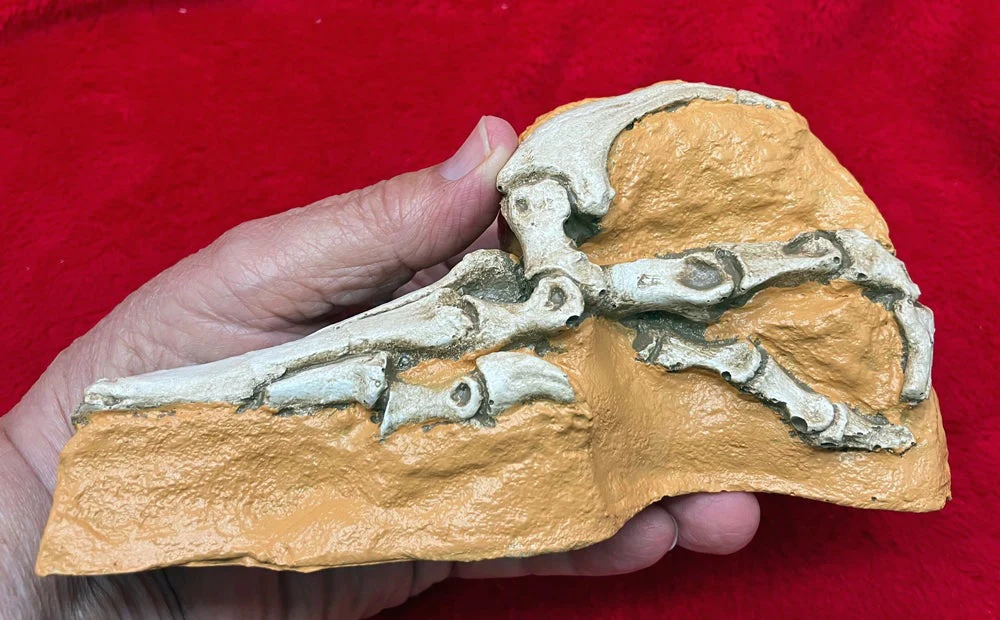 Velociraptor Foot in matrix cast replica - Image 3
