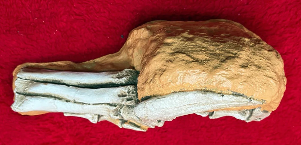 Velociraptor Foot in matrix cast replica - Image 4