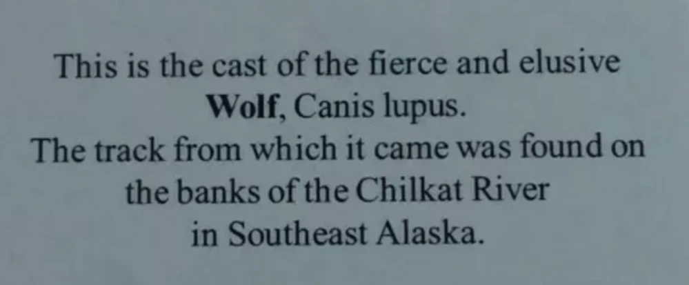 Wolf footprint cast replica - Image 4