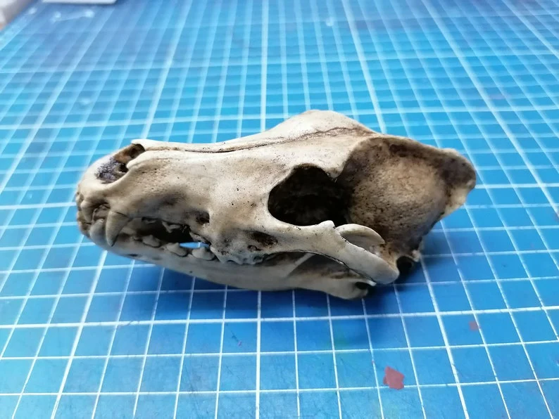 Wolf Skull cast replica 1/3 scale - Image 2