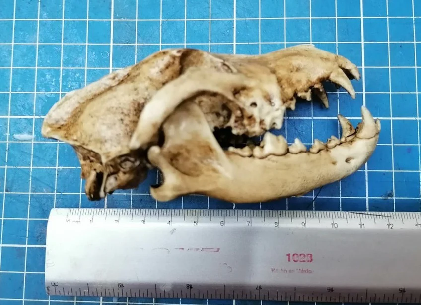 Wolf Skull cast replica 1/3 scale - Image 6