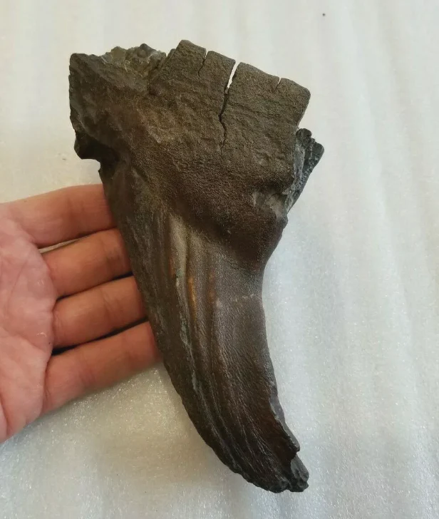 Woolly Mammoth Tooth cast replica #7 Extinct Genuine. Pleistocene. Ice Age - Image 3
