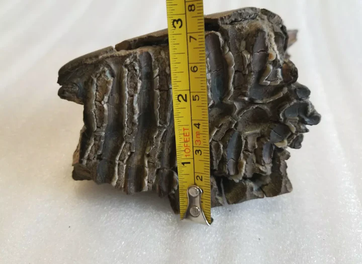 Woolly Mammoth Tooth cast replica #7 Extinct Genuine. Pleistocene. Ice Age - Image 4