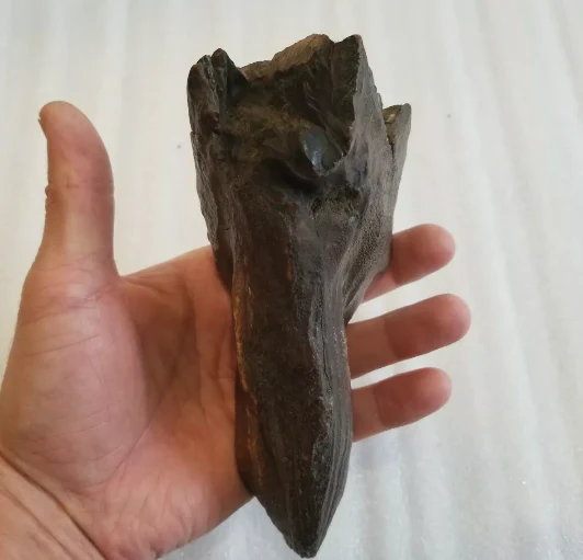 Woolly Mammoth Tooth cast replica #7 Extinct Genuine. Pleistocene. Ice Age - Image 5