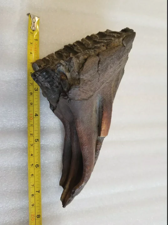 Woolly Mammoth Tooth cast replica #7 Extinct Genuine. Pleistocene. Ice Age - Image 6