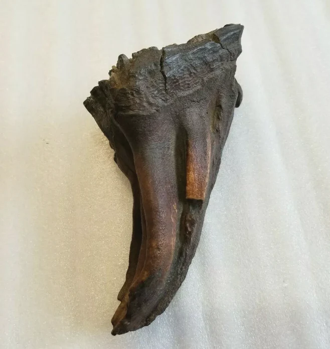Woolly Mammoth Tooth cast replica #7 Extinct Genuine. Pleistocene. Ice Age - Image 7