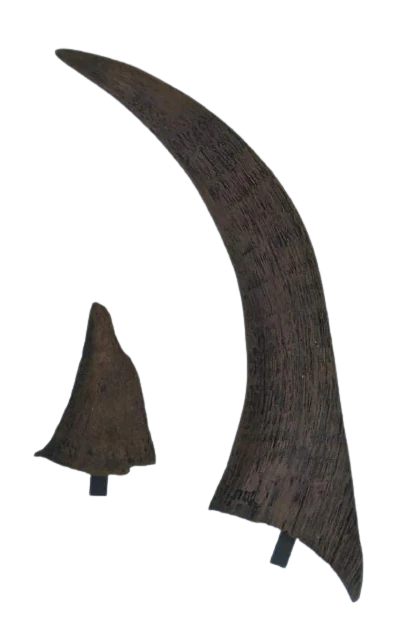 Woolly Rhino horns cast replicas - Image 12