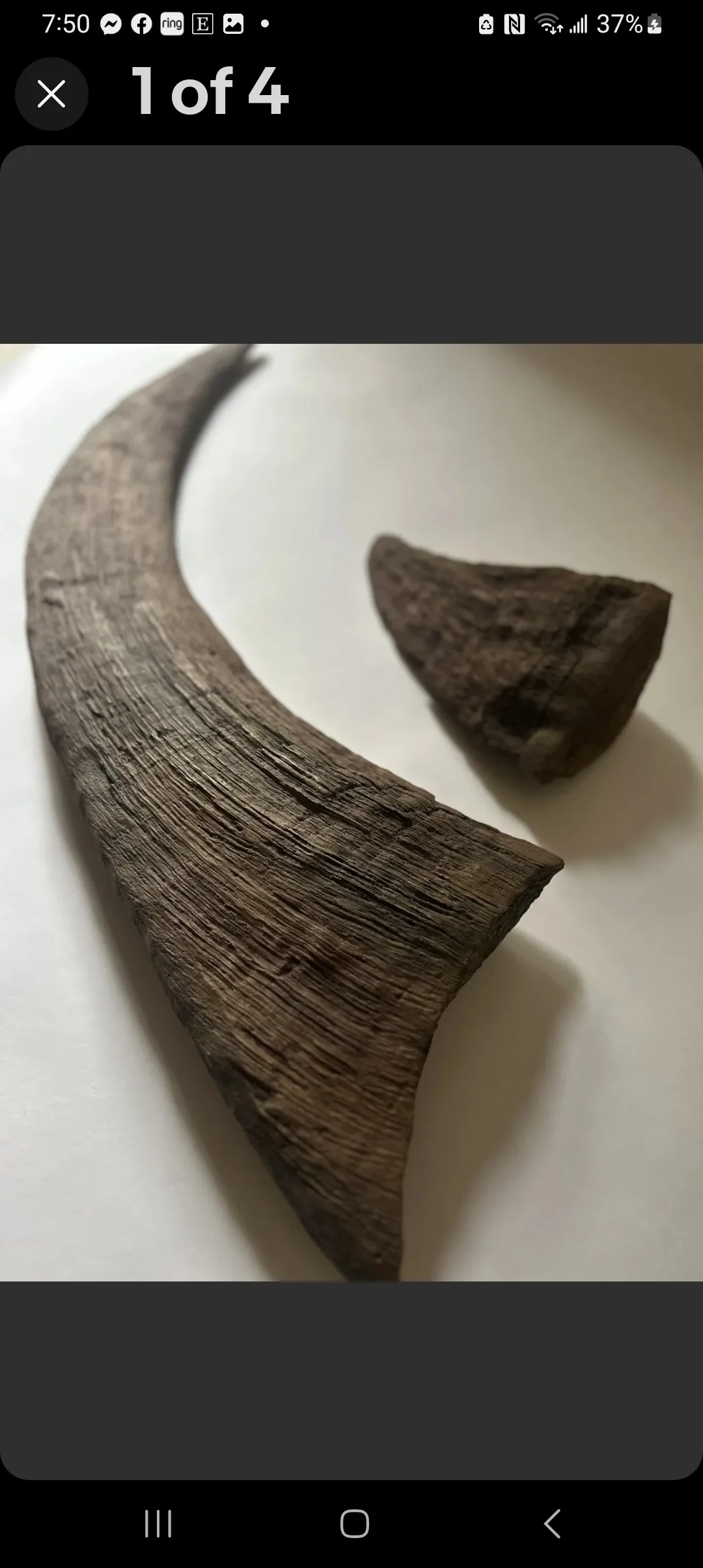 Woolly Rhino horns cast replicas - Image 25