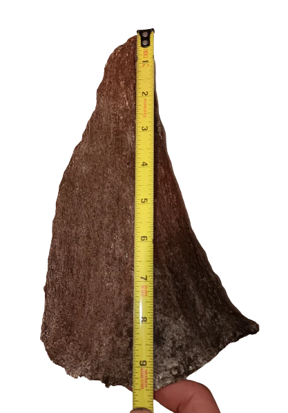Woolly Rhino horns cast replicas - Image 26