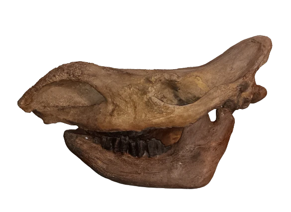 Woolly Rhino Skull Cast Replica 1 TMF (TPI) - Image 4