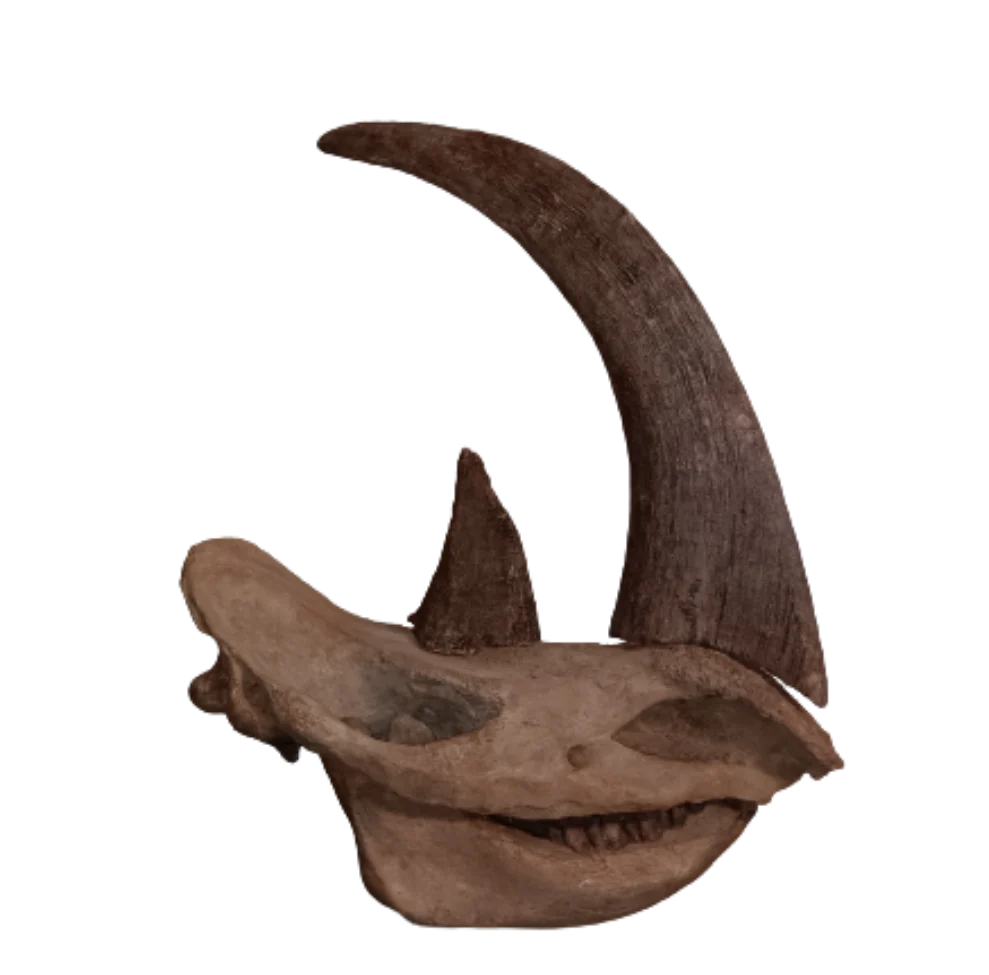 Woolly Rhino Skull Cast Replica 1 TMF (TPI) - Image 5