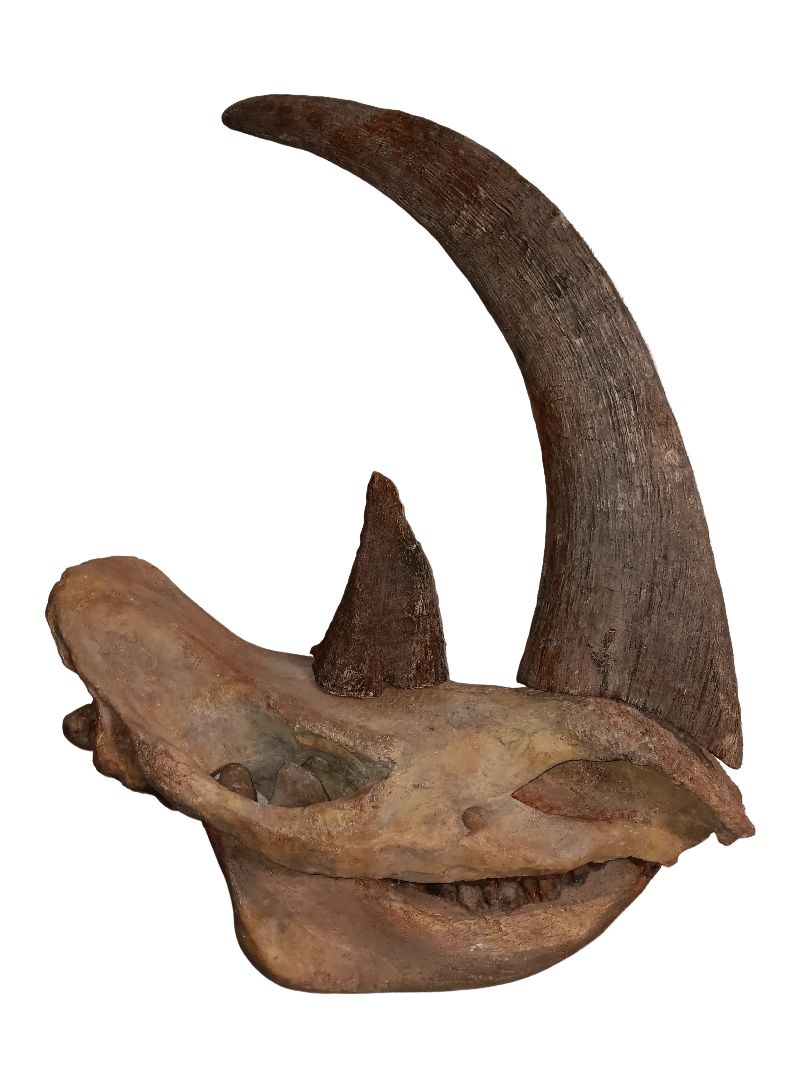 Woolly Rhino Skull Cast Replica 1 TMF (TPI) - Image 6
