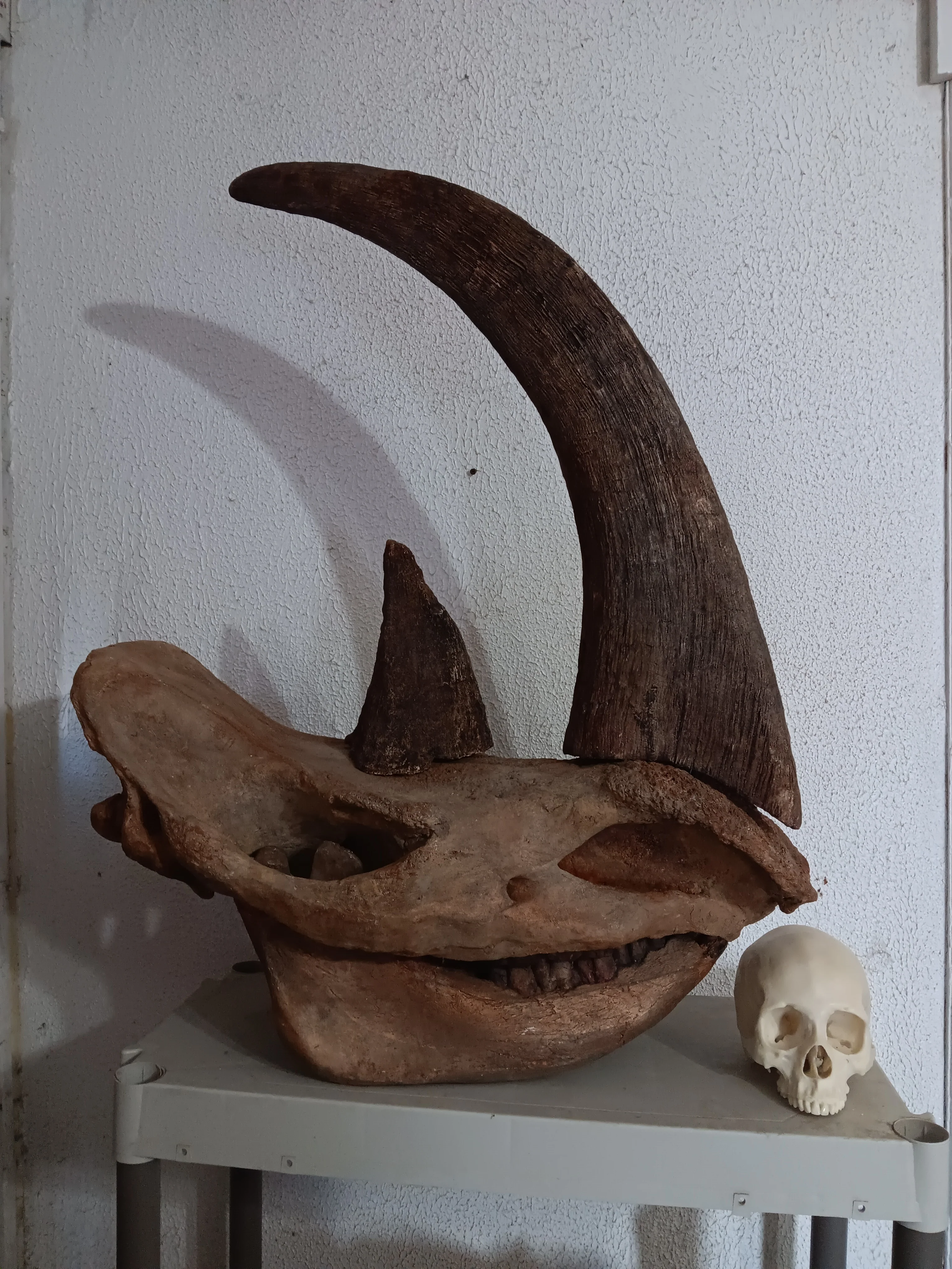 Woolly Rhino Skull Cast Replica 1 TMF (TPI) - Image 8