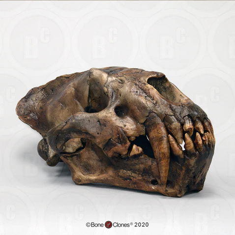 Xenosmilus hodsonae Skull
Cast replica Xenosmilus hodsonae. - Image 3