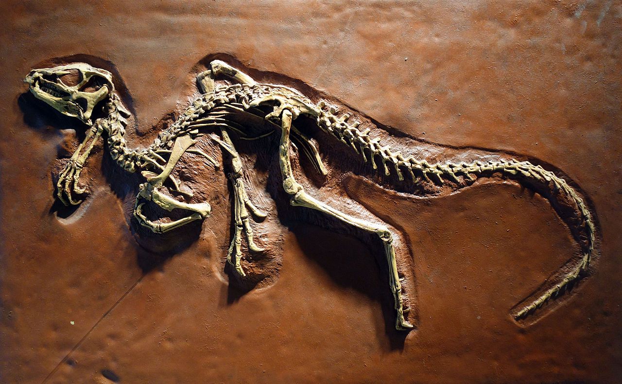 xxx Dinosaur skull cast replica - Image 3