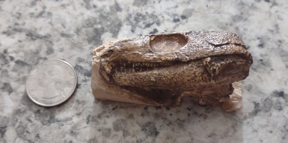 Captorhinus skull cast replica #1 - Image 4